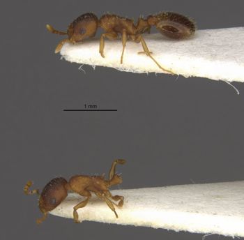 Media type: image;   Entomology 28840 Aspect: habitus lateral view
